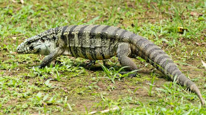 Many places have urban legends, but have you heard of the 'Lizard Man'?