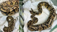 Python found at In-N-Out Burger in Southern California