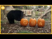 'GMA' visits the Cincinnati Zoo