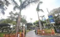 Municipalidad de Miraflores asegura que el traslado de las palmeras del óvalo fue exitoso