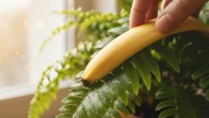 Para qué sirve frotar cáscaras de banana en las hojas de las plantas