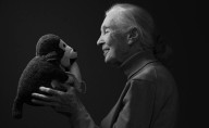Murió Jane Goodall, pionera en el estudio de los chimpancés y defensora del medioambiente