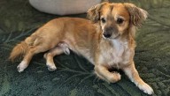 Tiki the rescue dog inspires support for other animals in need