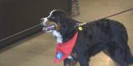 A call for more therapy dogs in Sioux Falls