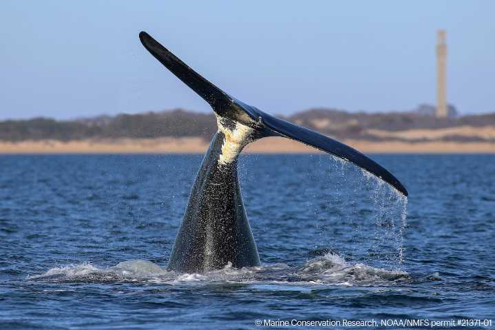 Some good news for a critically endangered whale species