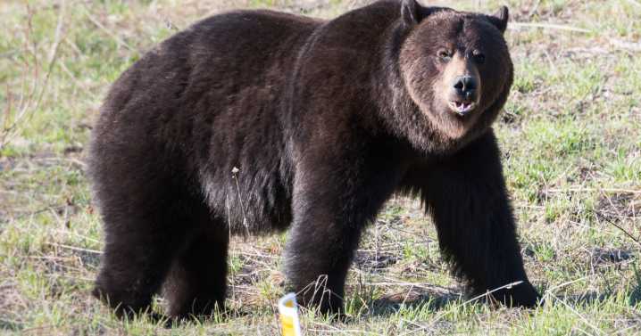 Man charged after bear killed illegally in Virginia, DWR says