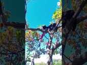 Expert Ohio climber rescues cat stuck in tree after four days