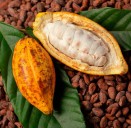 Precio internacional del cacao cae abruptamente: ¿qué implica para los productores colombianos?