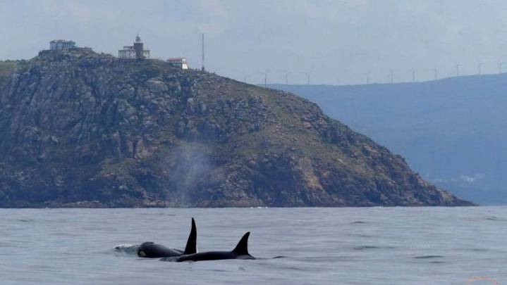 Las orcas dañan dos veleros a la altura de cabo Vilán, remolcados a la vez