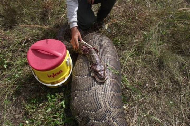 Florida removes unprecedented number of invasive pythons in 2025