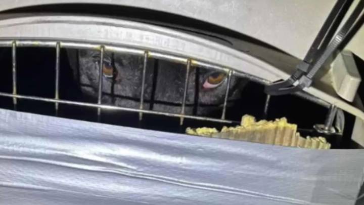 Texas Rescue Leader Follows Her Dogs Outside And Finds A Crate With A Heartbreaking Secret