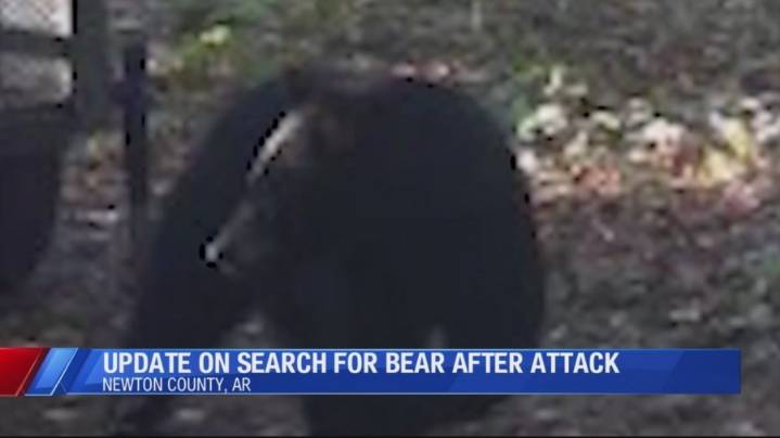 Arkansas Game and Fish Commission details what's next in fatal bear attack investigation