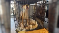 Missouri Woman Was Watching Her Son’s Dog When Something Incredible Happened