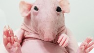 El ADN de las ratas calvas revela un mecanismo genético que podría prolongar la vida humana