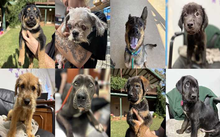 Midlands Pup Shots! October 23