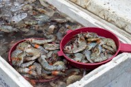 Shrimp Stocks Surge In Trade Amid Easing US