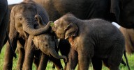 Wildlife At 6,013, Karnataka has highest jumbo population in India: study