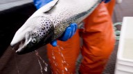 B.C. First Nations want meeting with Carney about salmon, need for open