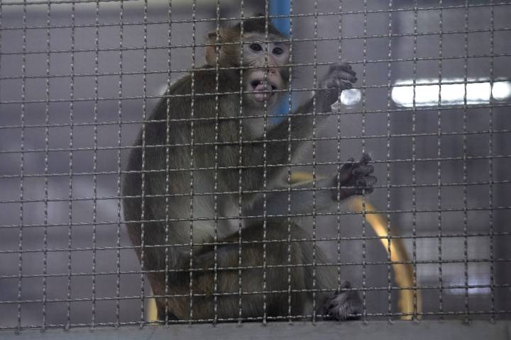 Canada imported nearly 1,800 endangered wild caught monkeys for testing and research, sparking calls for a ban