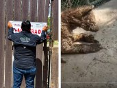 Clausuran Zoológico La Pastora por maltrato a la osa Mina