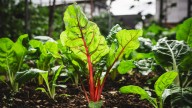 How To Plant Leafy Greens Using An Old