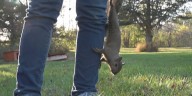 Rockford couple rescues hundreds of wild animals each year