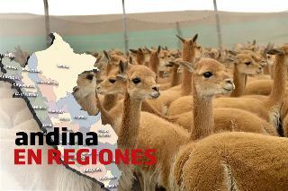 Andina en Regiones: pobladores realizan tradicional esquilado de vicuñas