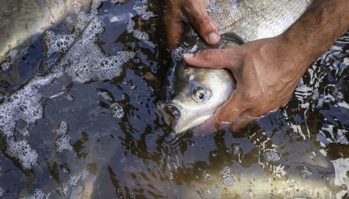 Illinois one step closer to keeping invasive carp out of Great Lakes