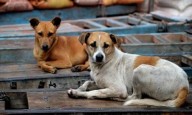 Stray dogs pose new challenge for survey enumerators in Karnataka...