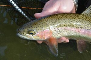 1,400 trout will be stocked in Salmon-area waters next month