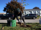 Keep Toledo/Lucas County Beautiful surpasses tree-planting goal in final Point Place event