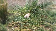 Stranded Pup Cries For Help As Floodwaters Rise, Then California Rescuers Arrive Just In Time
