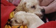 “Cereza” y “Cerecito”, perros rescatados de explosión de pipa en Iztapalapa, serán adoptados