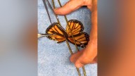 Monarch butterfly flies again after viral 'wing transplant' at New York nature center