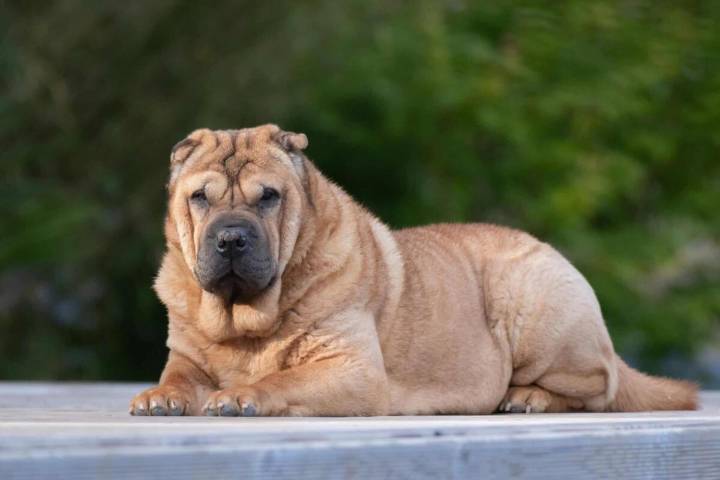 10 Best Dog Multivitamin Products for Shar Peis