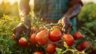 Pizcadores de tomate logran mejoras laborales en California pese a redadas migratorias