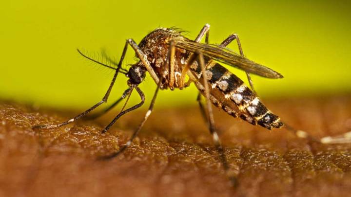 Jammu region shows trend of spike in dengue cases