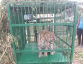 Leopard Captured in Doda Town, Search on for Second
