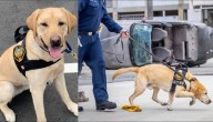 "Servicio destacado": celebran retiro de querido perro investigador de incendios en EE.UU.