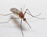 Westfield Health Bulletin: protecting yourself from chikungunya virus