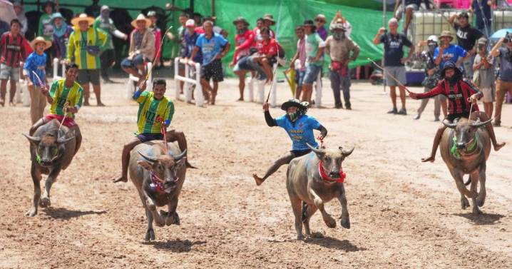 Photos show a water buffalo festival in Thailand at the start of harvest season