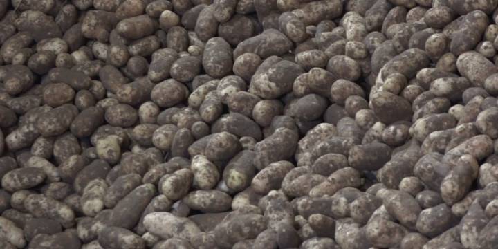 How the Idaho potato helped shape our country