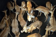 MP News: 69 Blackbucks Trapped Using Boma Technique; 148 Caught So Far In Operation Blackbuck In Shajapur