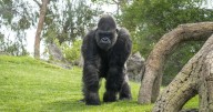 El Gobierno aprobará una ley para restringir la cría de simios en zoos