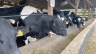 Wright's Dairy Farm makes cakes, cookies, ice cream in North Smithfield