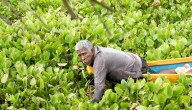 El inmenso “tapete” de 5 hectáreas de ‘lechuga de agua’ que flota en el Guájaro