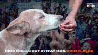 Gurugram unveils plan to enhance stray dog management; here’s all you need to know
