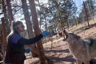 Trump Admin Blocks Colorado’s Canadian Gray Wolf Imports, Jeopardizing Reintroduction