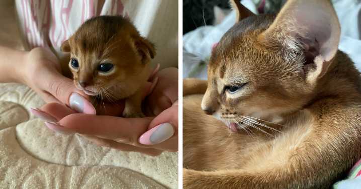 “Cat Grows”: 29 Side-By-Side Comparisons Of Cats Now And When They Were Little (New Pics)
