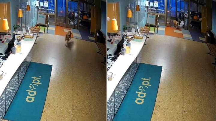 Michigan Shelter Dog Outsmarts Crate Locks And Vanishes Into The Night